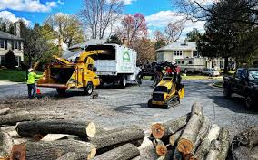 How Our Tree Care Process Works  in Lawndale, CA